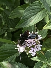 Laeviscolia frontalis