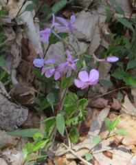 Phlox stolonifera