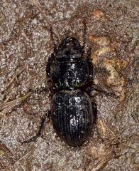 Pasimachus rotundipennis