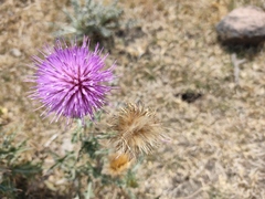 Cirsium rhaphilepis