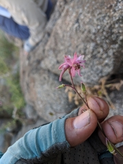 Delphinium purpusii