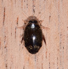 Thermonectus circumscriptus