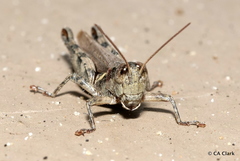 Melanoplus cinereus