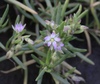Saltmarsh Sand Spurry - Photo (c) Morgan Stickrod, some rights reserved (CC BY-NC), uploaded by Morgan Stickrod
