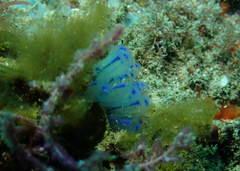 Clavelina australis