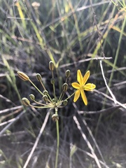 Bloomeria crocea aurea