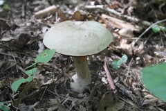 Caloboletus firmus