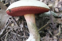 Caloboletus firmus
