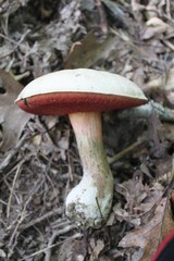 Caloboletus firmus