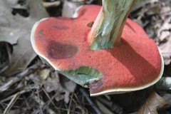 Caloboletus firmus