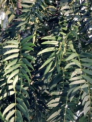 Acacia elata