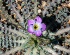 Gilia diegensis
