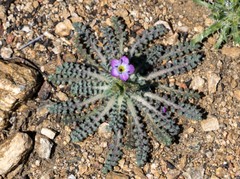Gilia diegensis