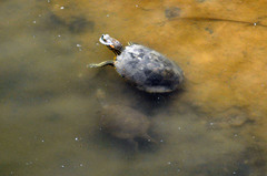 Trachemys gaigeae