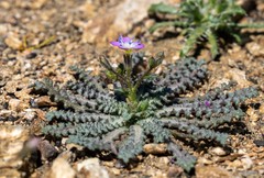 Gilia diegensis
