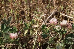 Trifolium michelianum