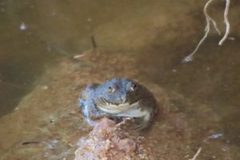 Ranoidea platycephala