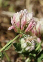 Trifolium michelianum