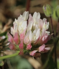 Trifolium michelianum