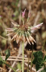 Trifolium michelianum
