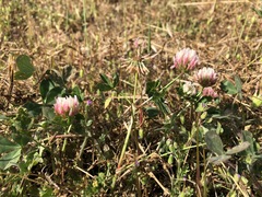 Trifolium michelianum