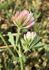 Trifolium michelianum