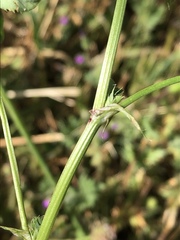 Trifolium michelianum