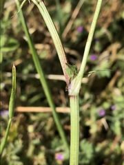 Trifolium michelianum