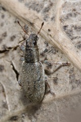 Sitona humeralis
