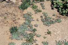 Gilia diegensis