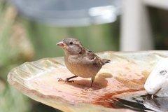 Passer domesticus