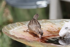 Passer domesticus