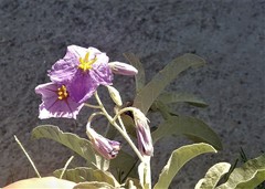 Solanum elaeagnifolium