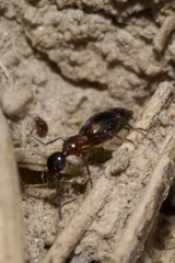 Anthelephila pedestris