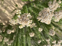 Ozothamnus turbinatus