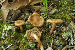 Inocybe praetervisa