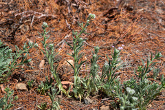 Cryptantha muricata jonesii