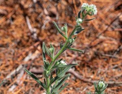 Cryptantha muricata jonesii