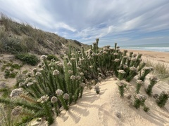 Ozothamnus turbinatus