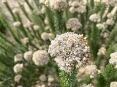 Ozothamnus turbinatus