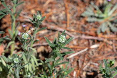Cryptantha muricata jonesii