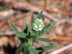 Cryptantha muricata jonesii