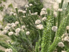 Ozothamnus turbinatus