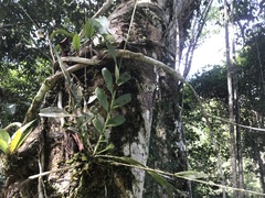 Epidendrum anceps