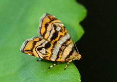 Choreutis amethystodes