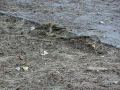 Haemorhous mexicanus