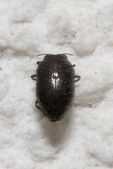 Trachys scrobiculatus