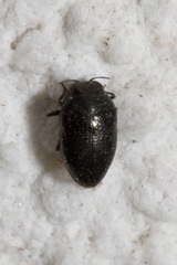 Trachys scrobiculatus