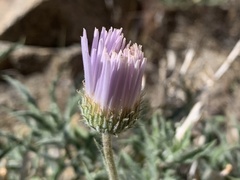 Xylorhiza
