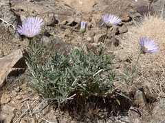 Xylorhiza